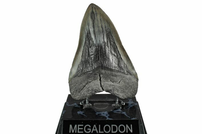 Fossil Megalodon Tooth - South Carolina #358960